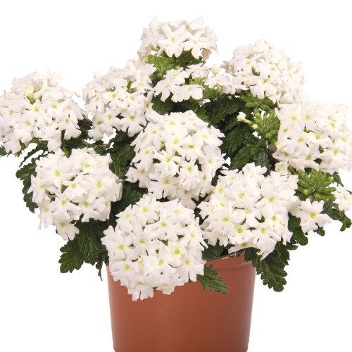 Verbena 'Lindolena White' - Aed-raudürt 'Lindolena White'